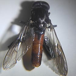 Chalcosyrphus piger Chalcosyrphus piger